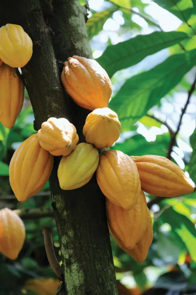 cacao vegan prebiotic foods to eat
