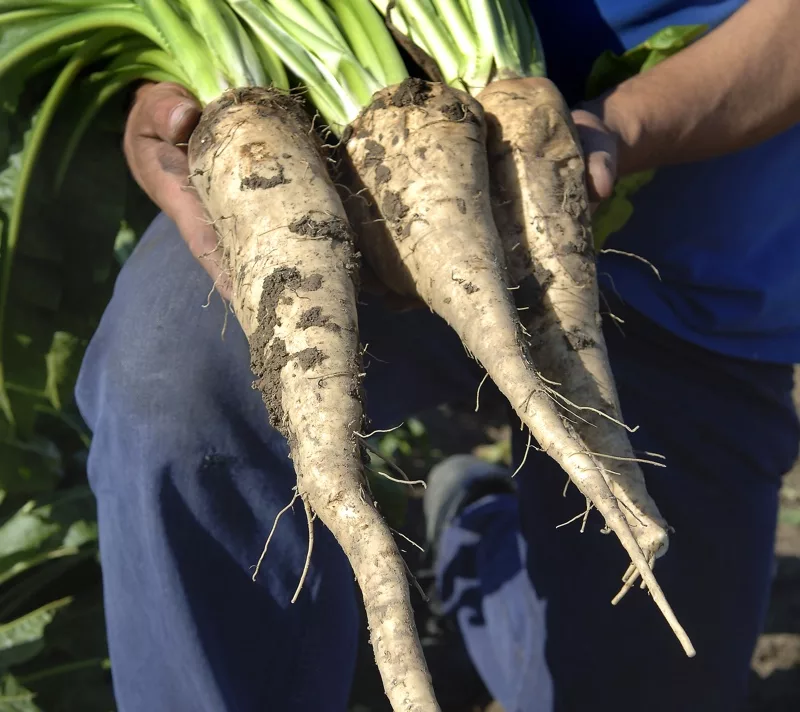 fda-confirms-dietary-fibre-status-for-2 - Ecowiser