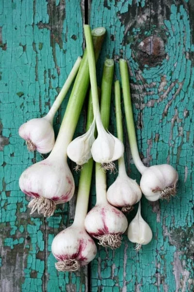 garlic-400x600-1 - Ecowiser