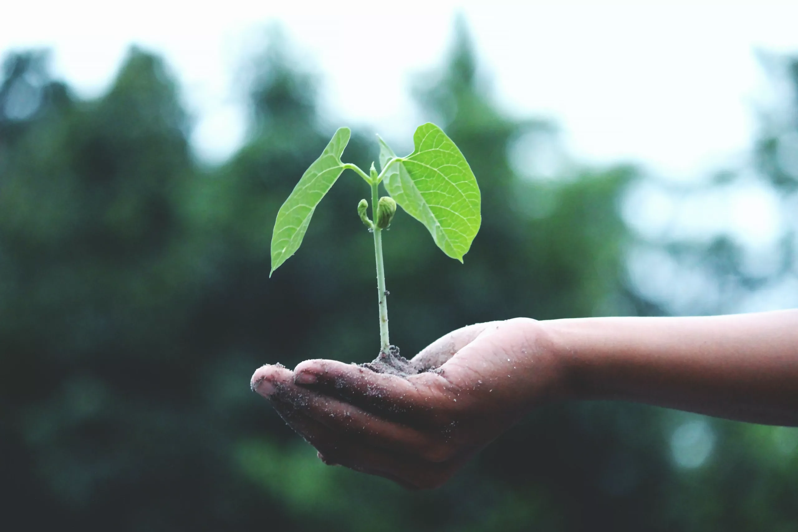 Honoring Environment Day: The Latest Sustainable Innovations To Look Out For
