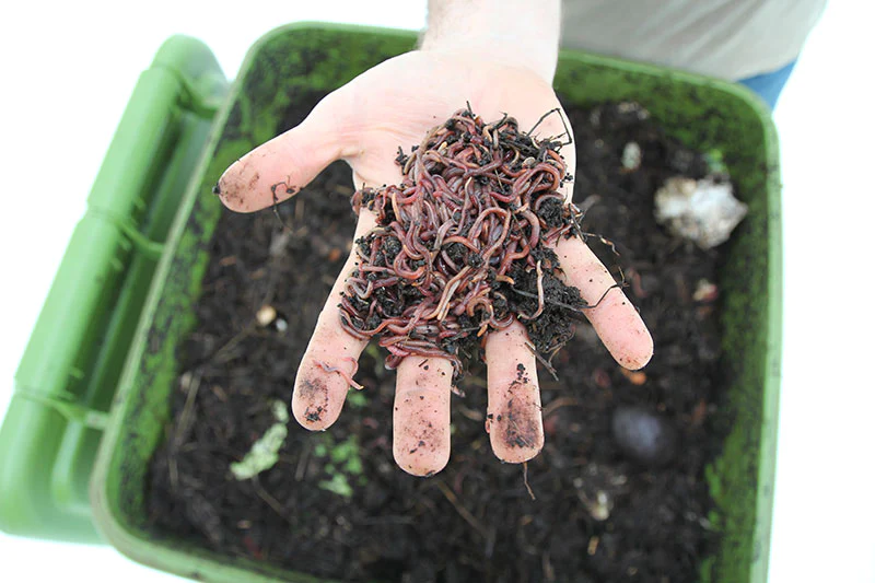 Washing A Compost Bin – Ways Of Cleaning Out Compost Bins