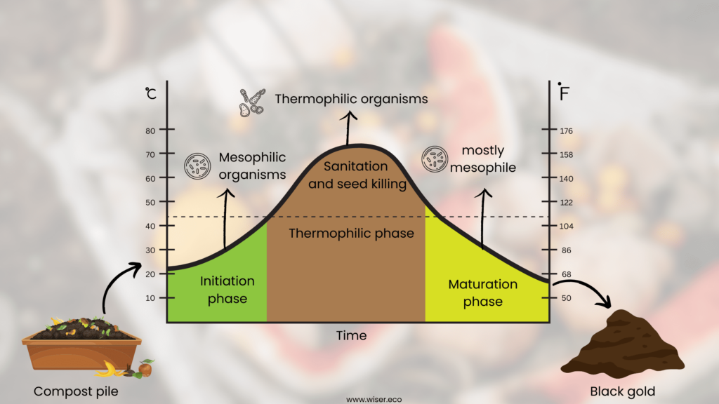 Thermal Phases of Aerobic Composting