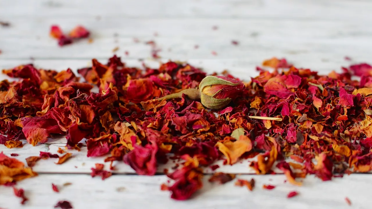 Dry rose petals