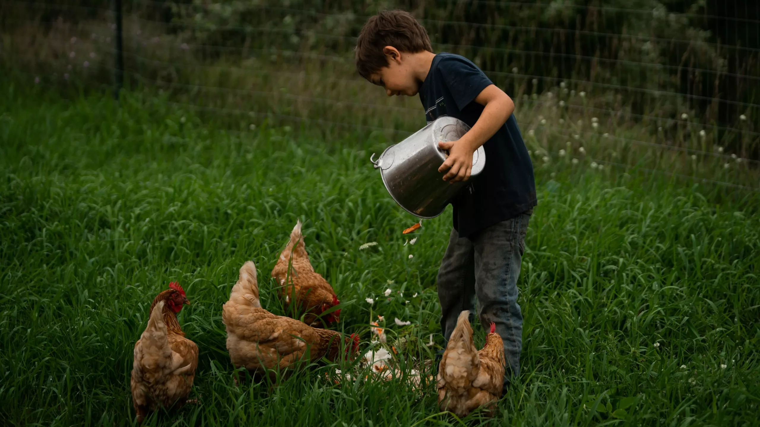 Composting with Chickens
