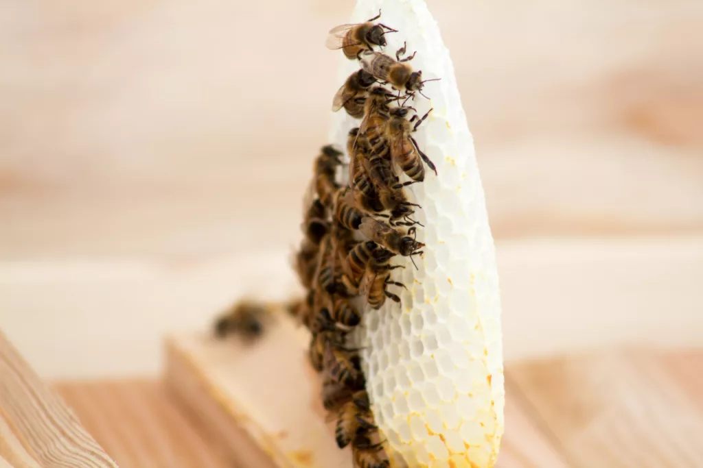 Is beeswax edible