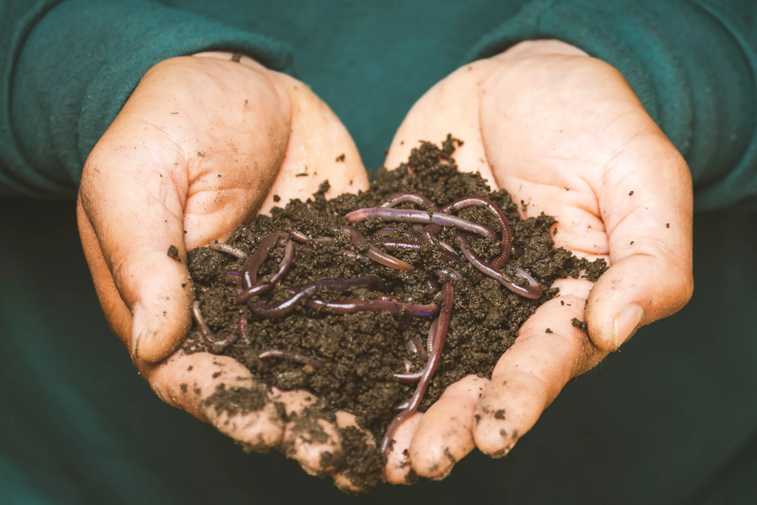 What do garden worms eat for thriving gardens?