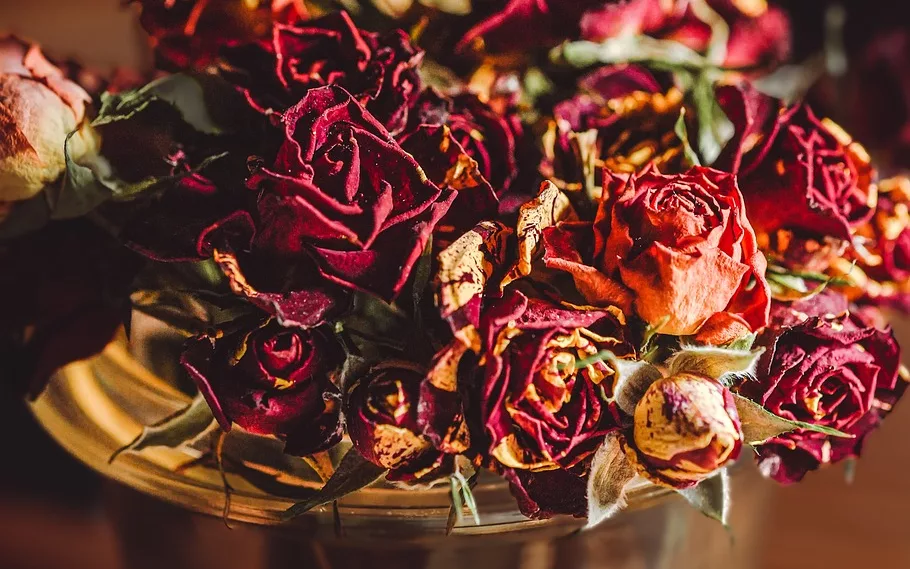 Zero-Waste Guide: How to Dry Rose Petals at Home Sustainably