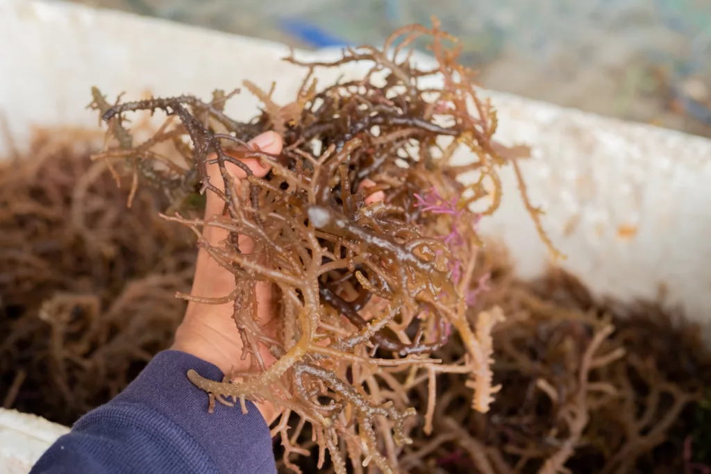 What is Sea Moss?