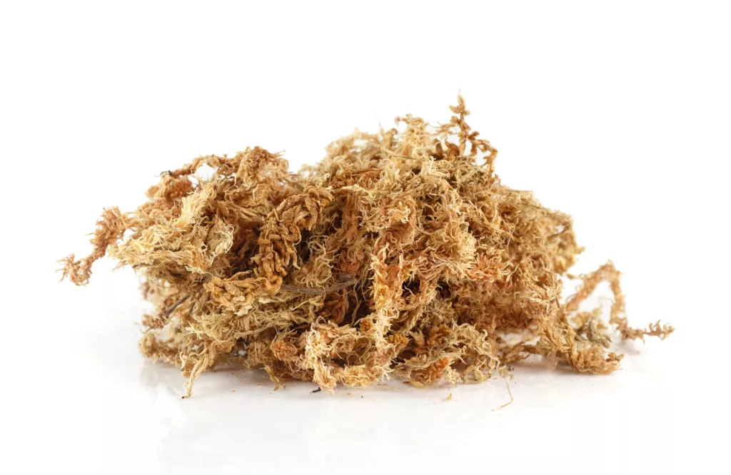Sea Moss: Guide to Powerful Traditional Medicine