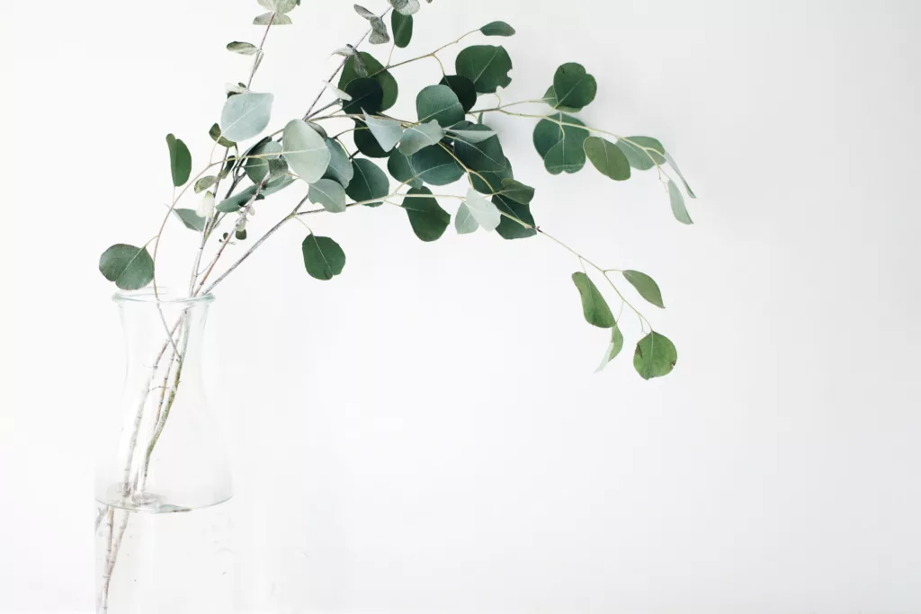 Eucalyptus Oil