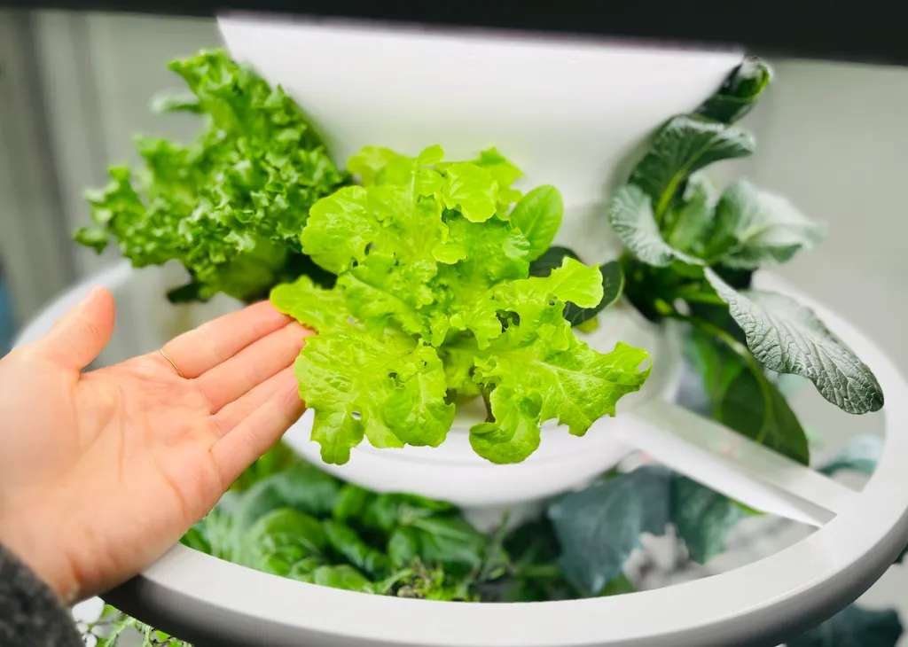 Benefits of lettuce grow tower gardens