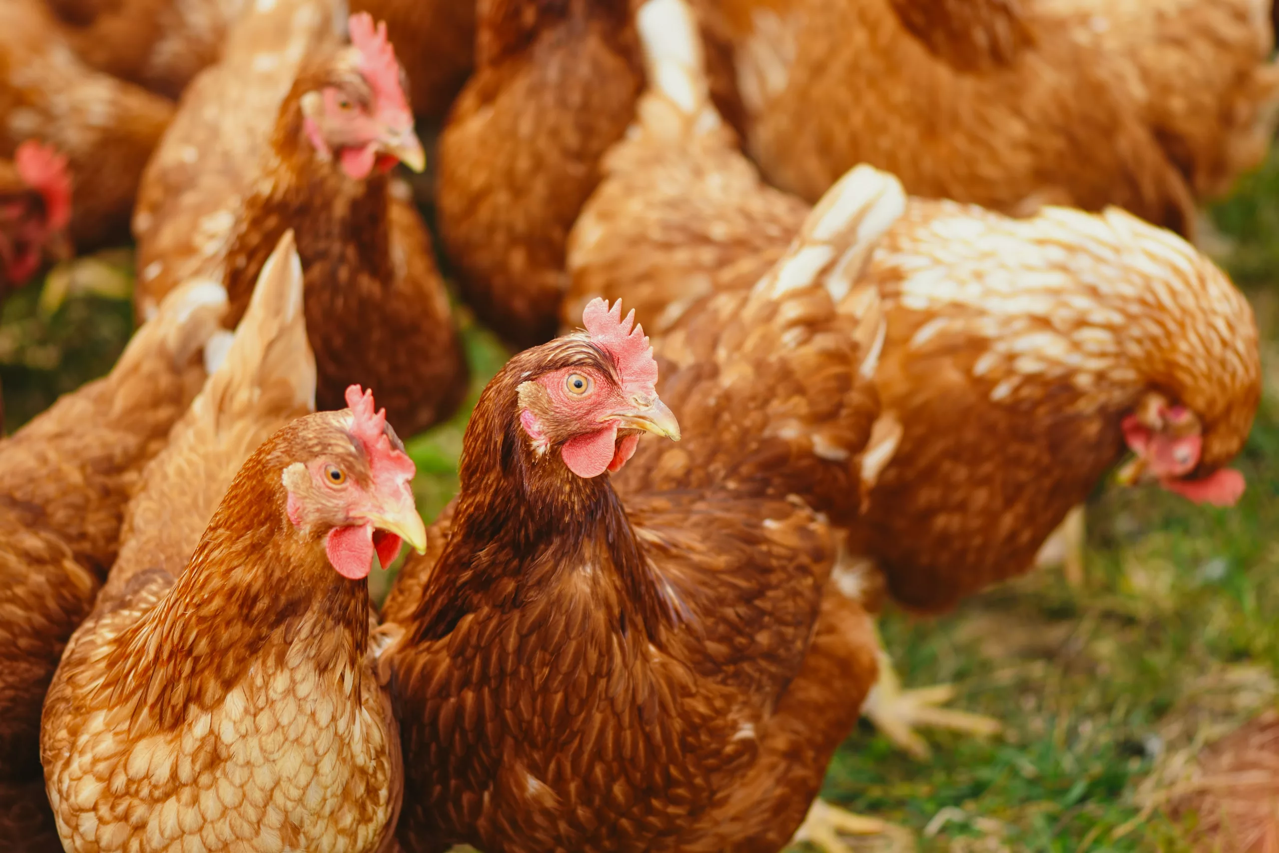 Are Chickens Mammals? Unraveling This Common Misconception