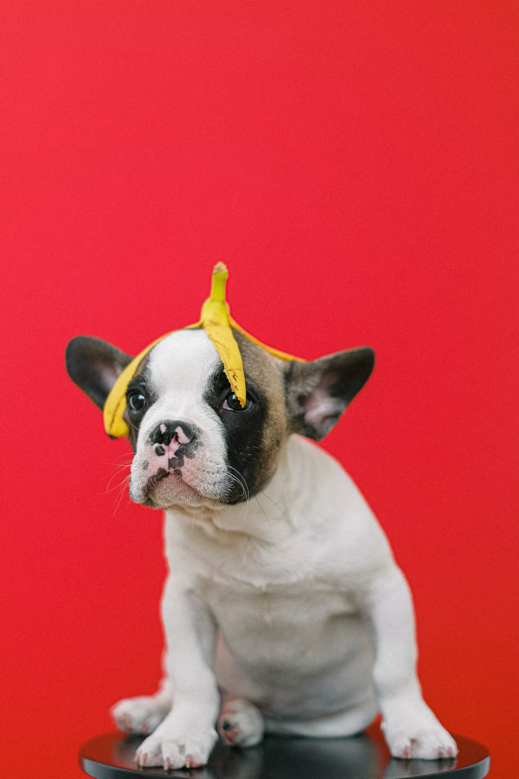 Can Dogs Eat Banana Chips? A Comprehensive Guide for Pet Owners