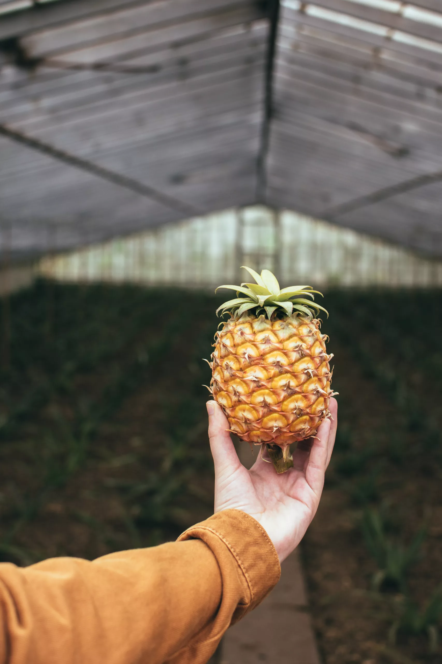 When is Pineapple Season? A Guide to This Tropical Delight