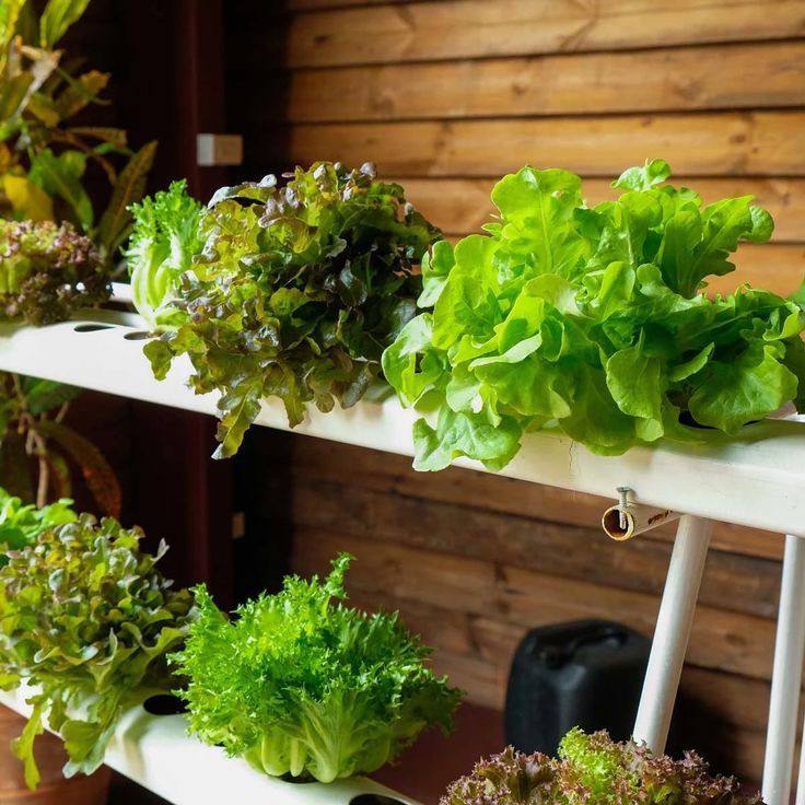 Optimize Your Lettuce Grow Farmstand Yield with These 7 Proven Steps