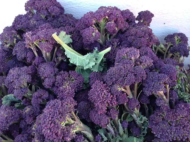 What Is Purple Broccoli? Health Benefits & Why Use It