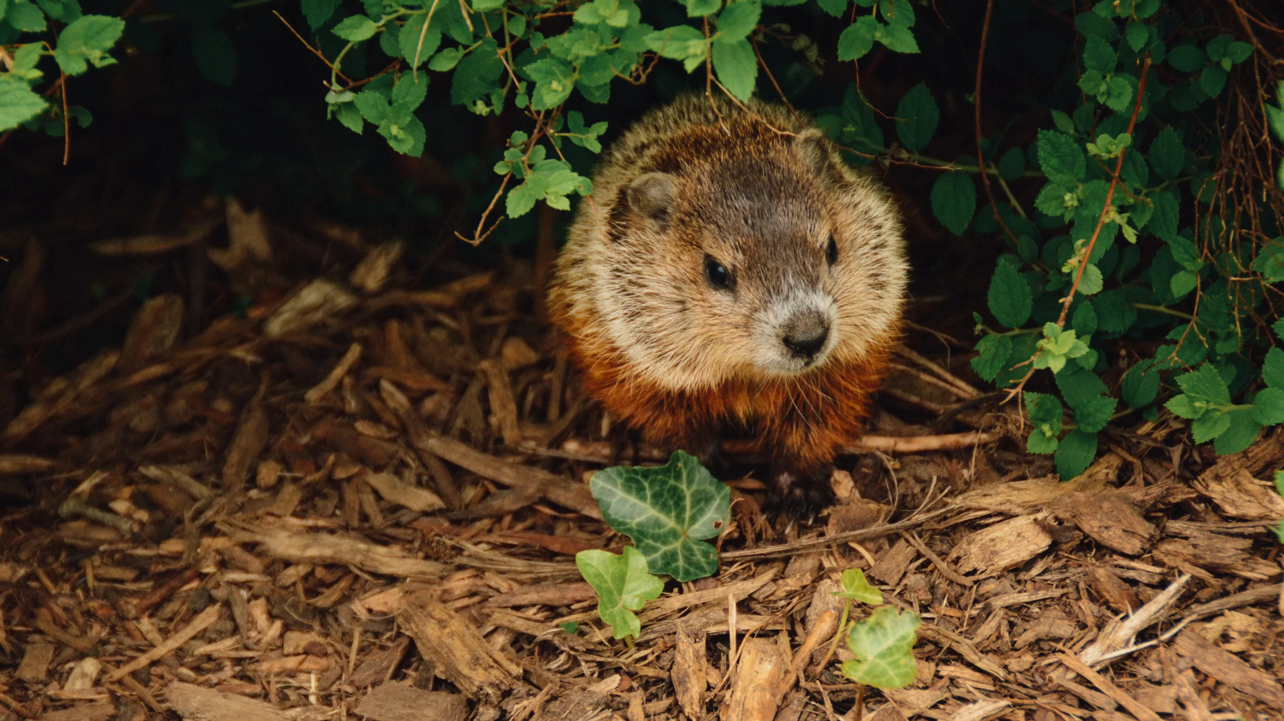 Groundhog Poop: An Eco-Friendly Guide to Tackle Waste — Ecowiser