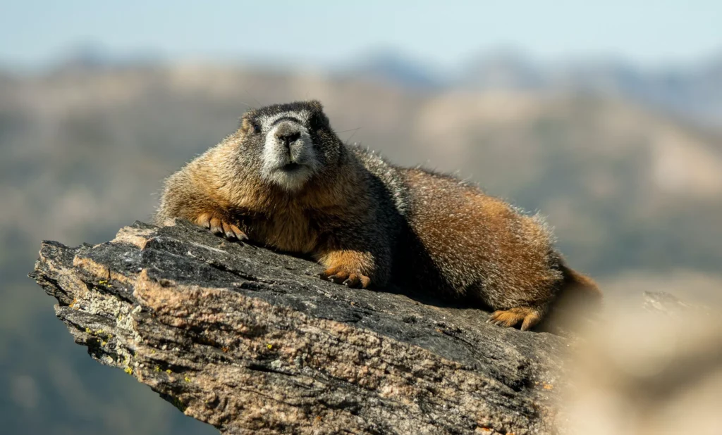 Groundhog Poop An EcoFriendly Guide To Tackle Waste — Ecowiser