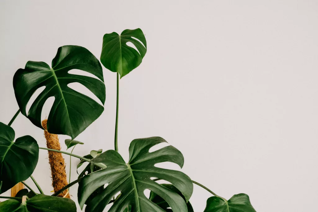 Sustainable Monstera Care