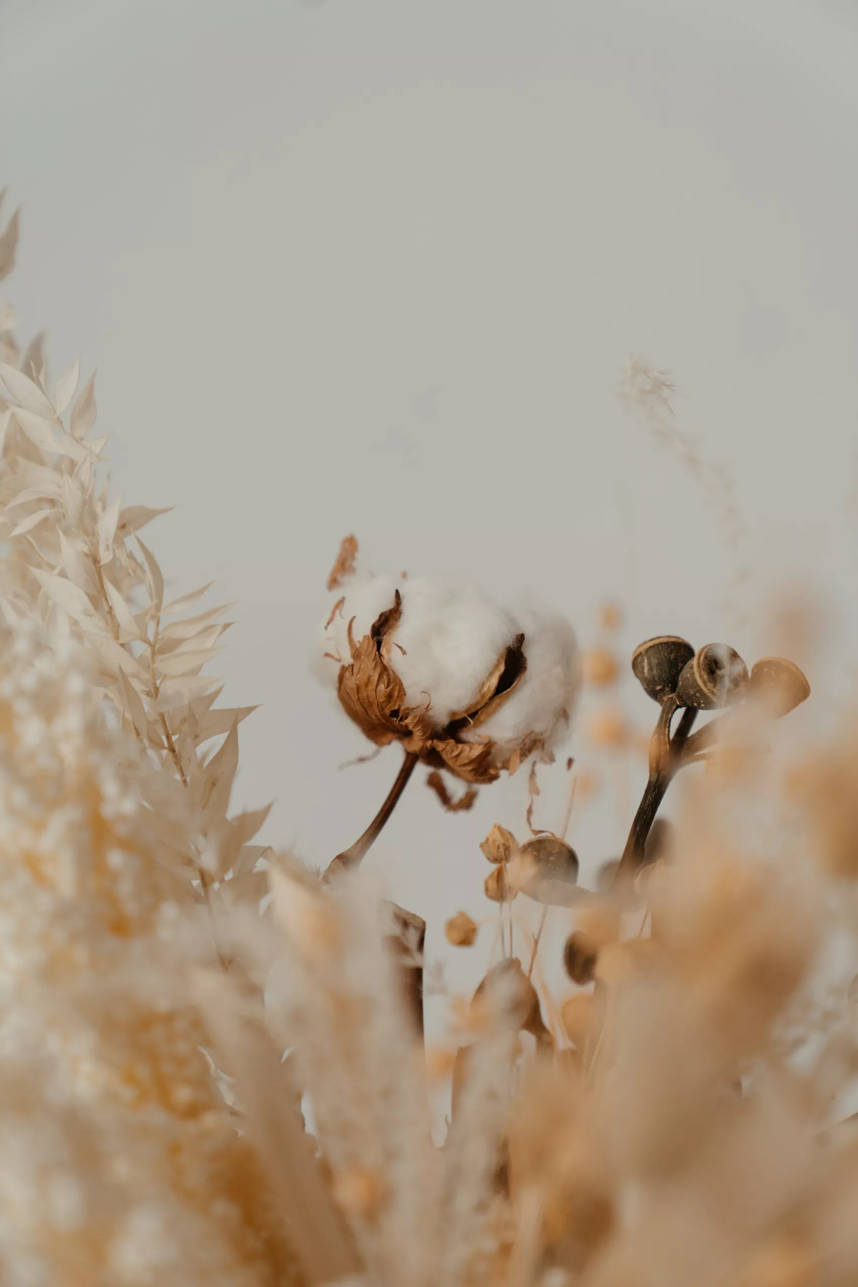 World Cotton Day