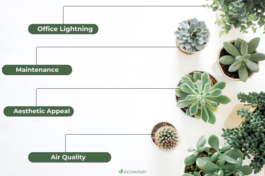 Choosing the Best Office Plants: Five Factors to Consider