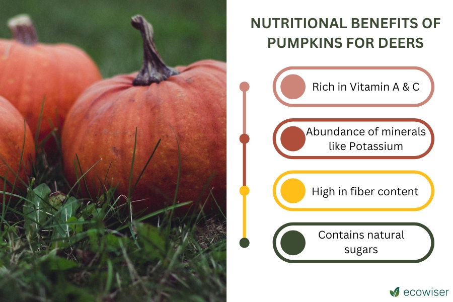 Nutritional Benefits of Pumpkins for Deer