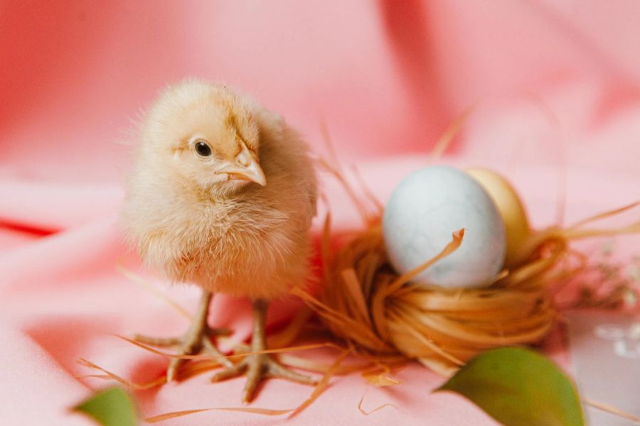 How long do chicken eggs take to hatch