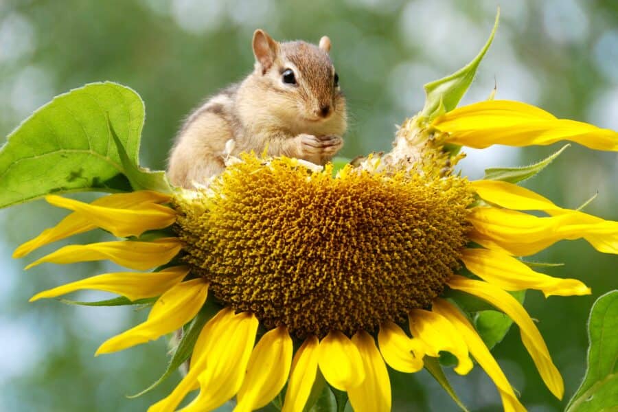 5 Effective Chipmunk Repellents For Your Garden Natural & Homemade