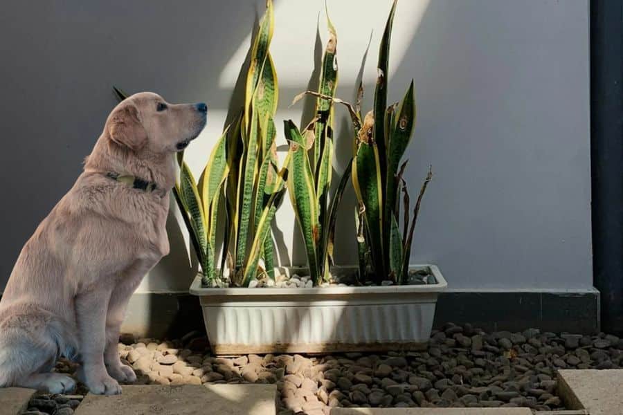 Is snake plant fashion toxic to dogs